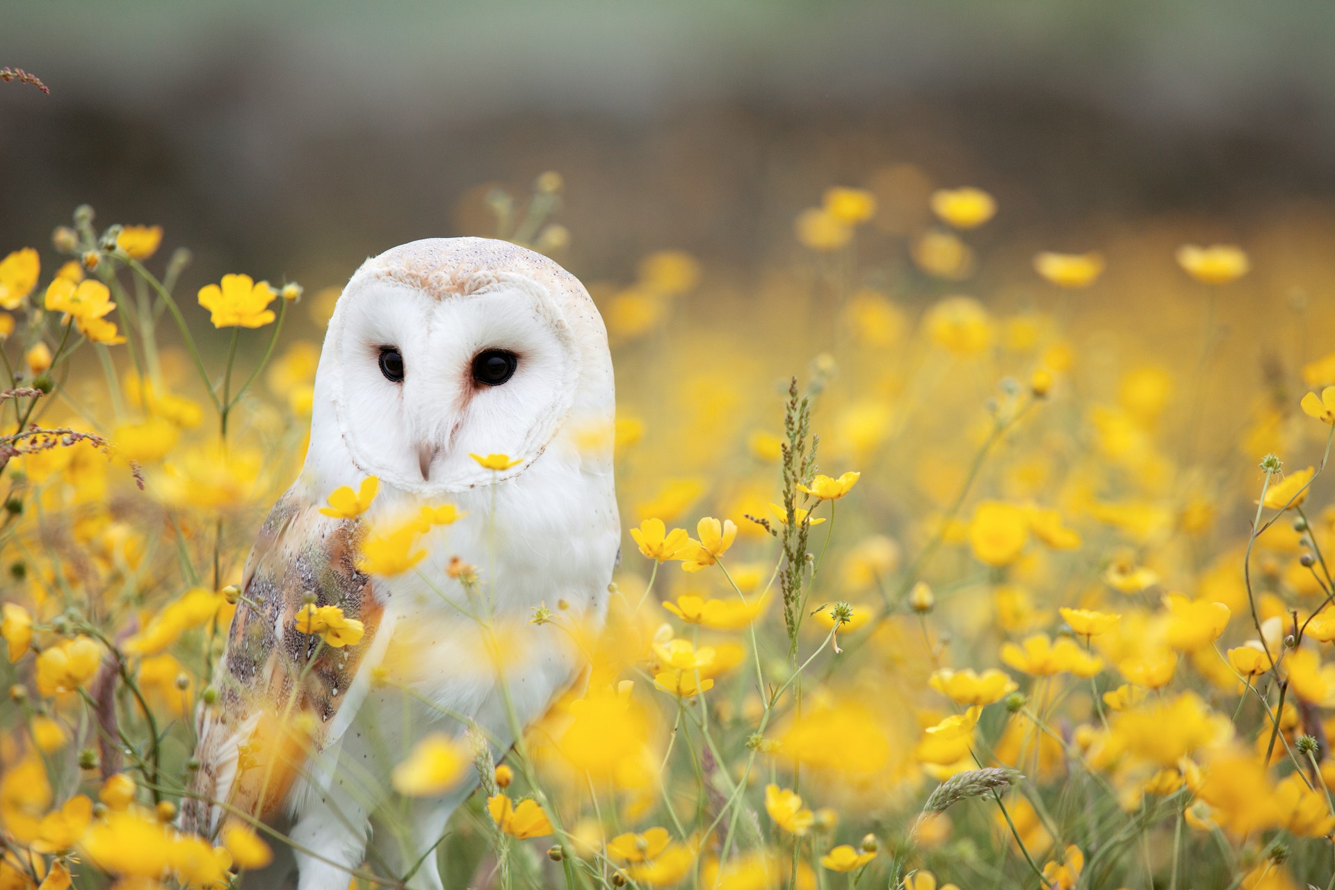 white owl in field of yellow flowers