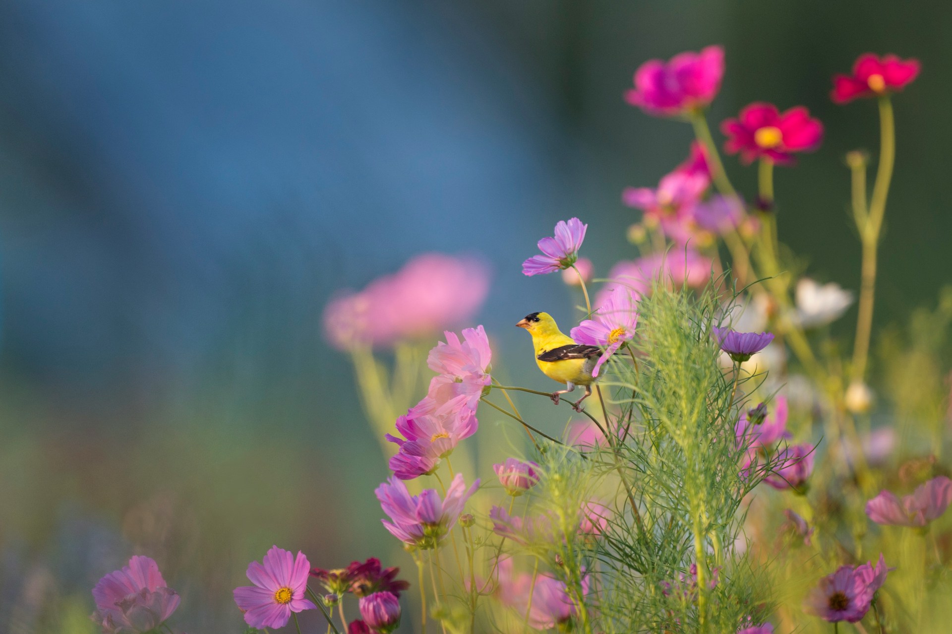 yellow songbird and wildflowers
