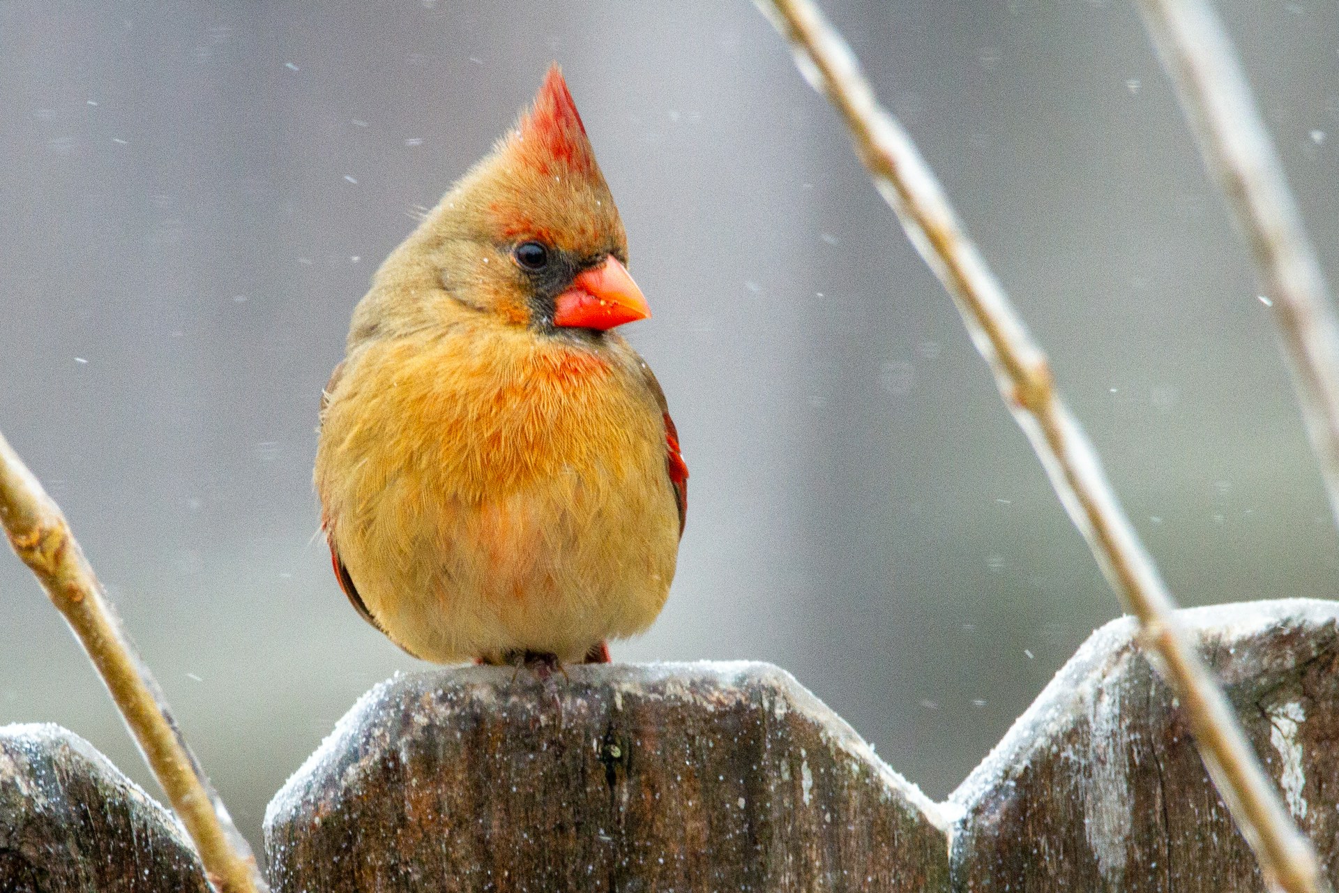 yellow bird on fence in the snow