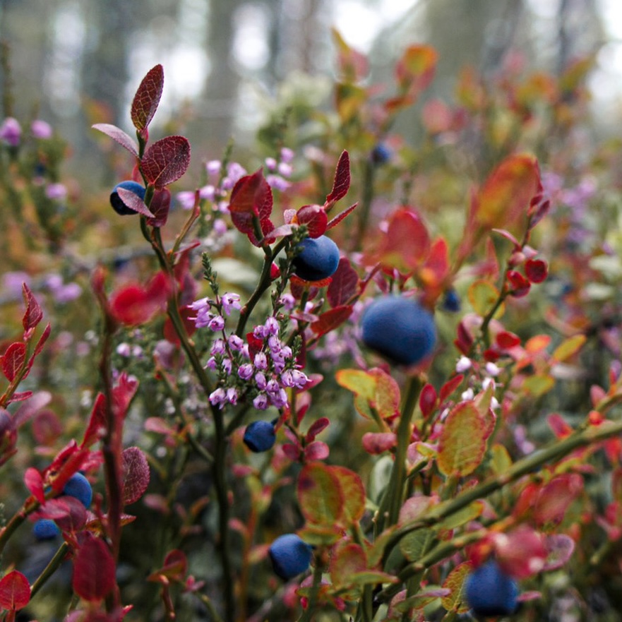 bilberries on bush