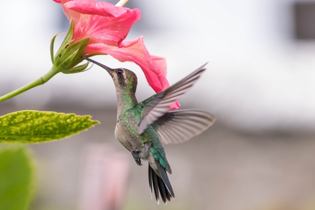 hummingbird gathering nectar from flower