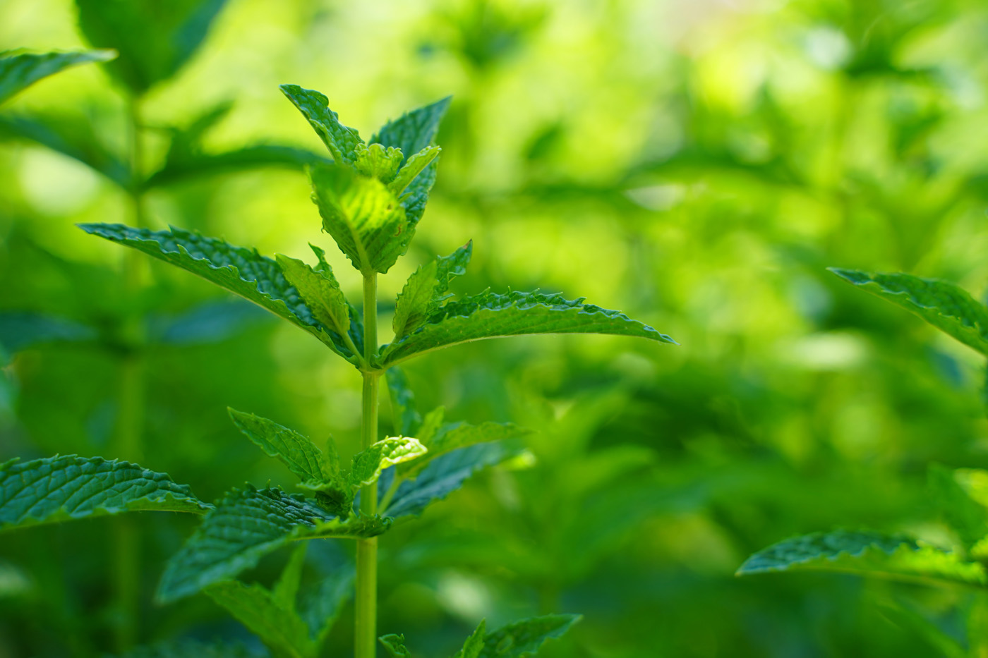 lemon balm plants