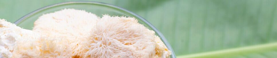 bowl of lion's mane mushroom atop large leaf bowl of lion's mane mushroom atop large leaf