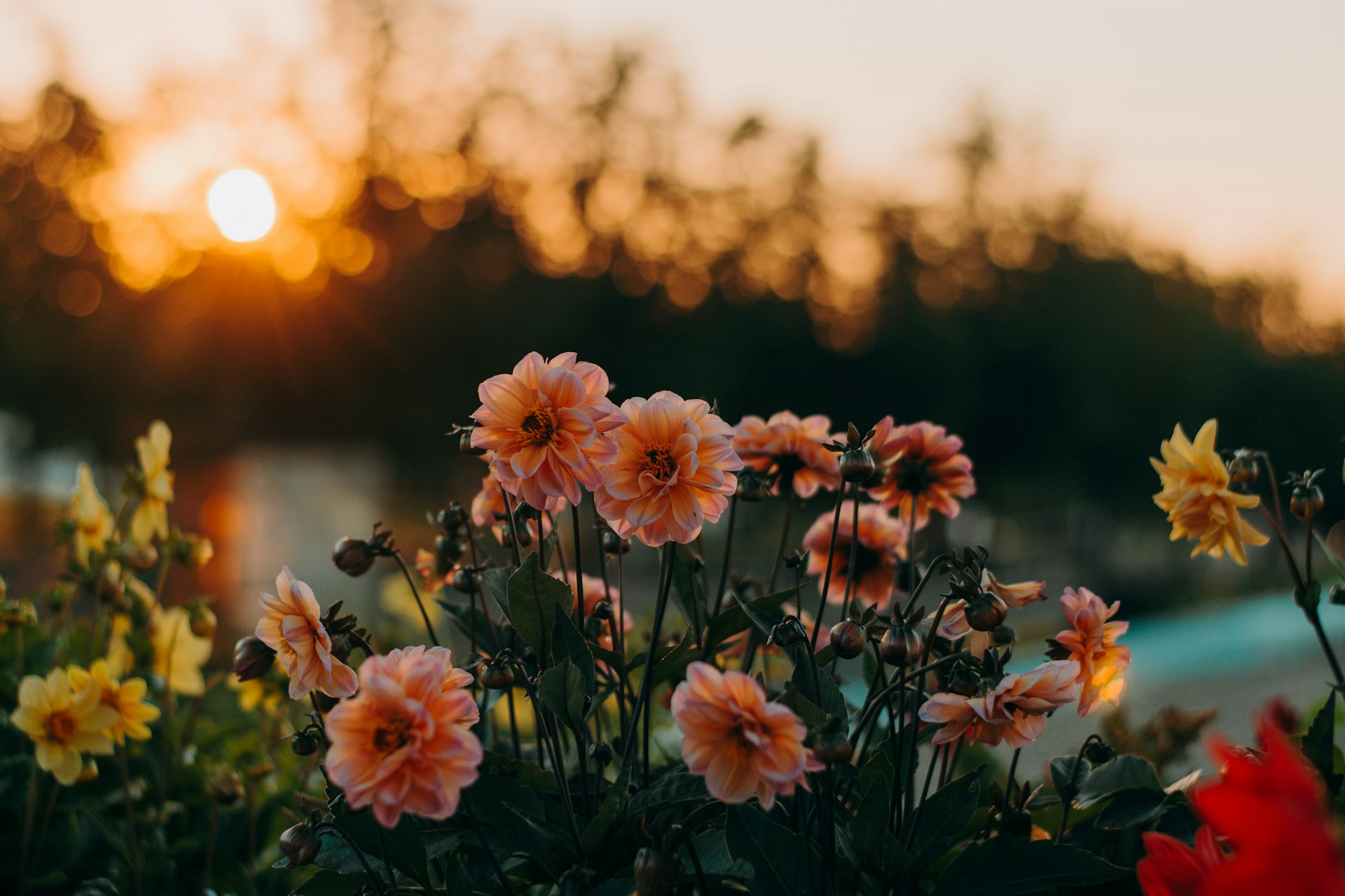 dahlias at sunset