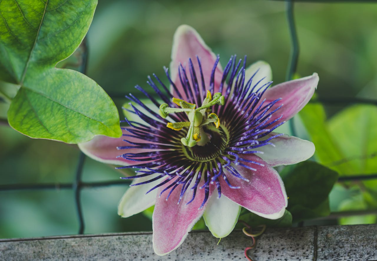 passionflower growing on trellis