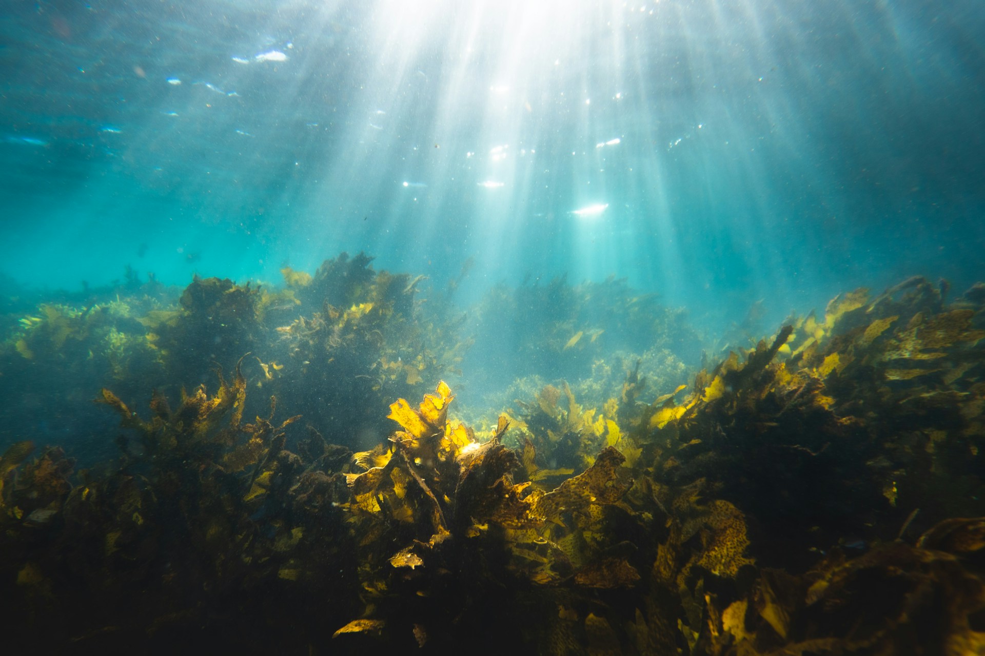 seaweed growing in the ocean