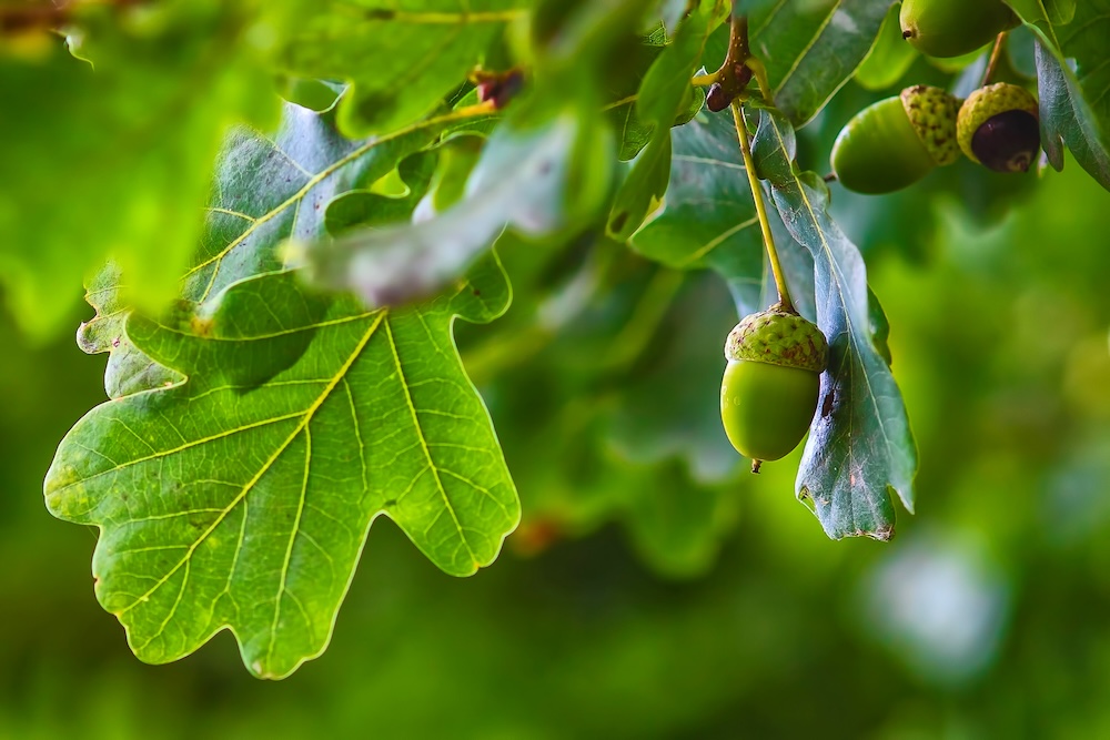 Green acorn hanging from a tree oak leaf background nature summer