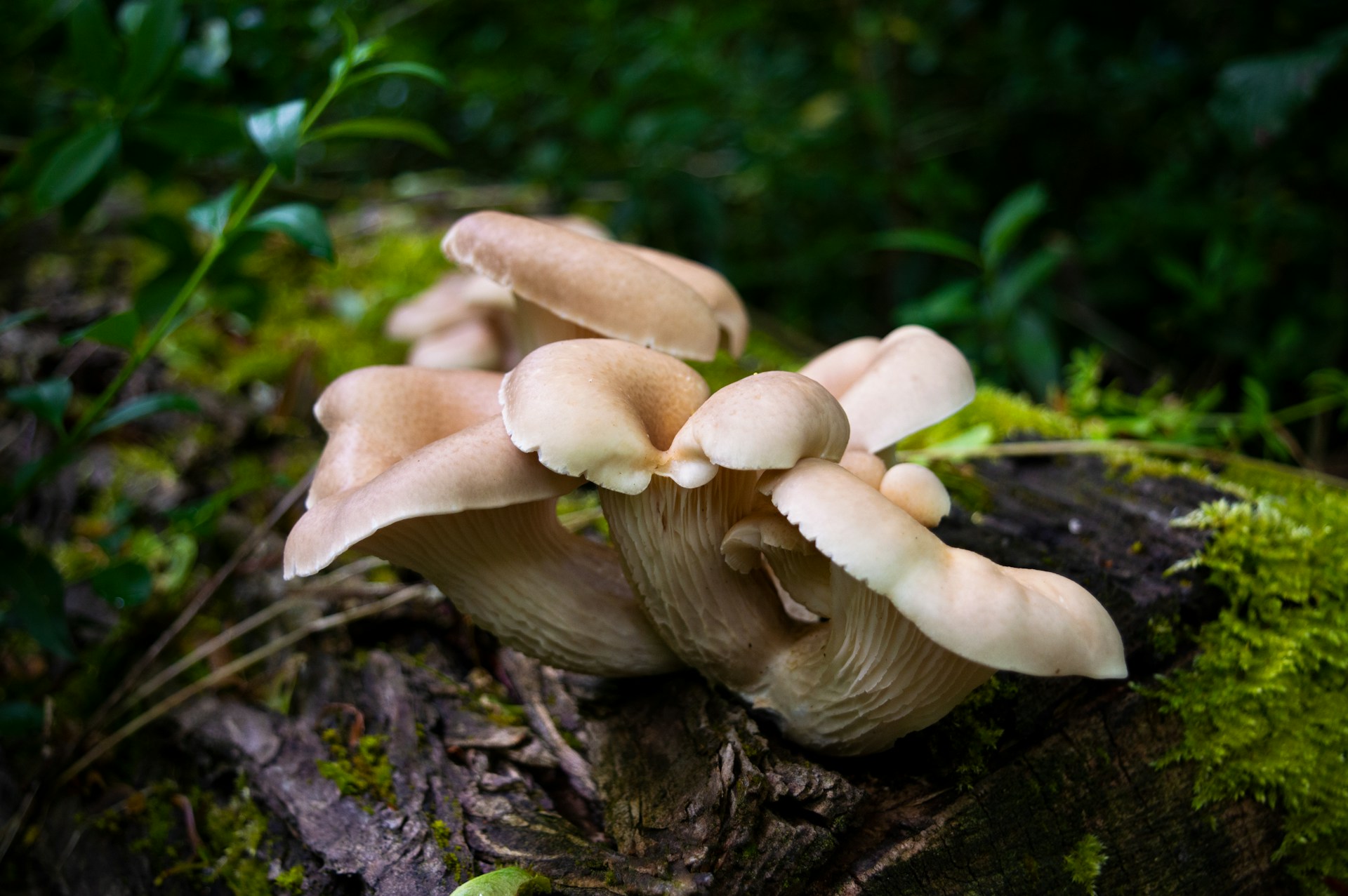 Oyster Mushroom growing on mossy log