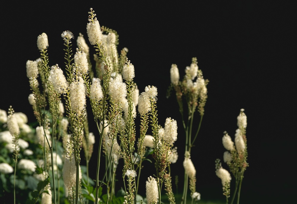 Black cohosh