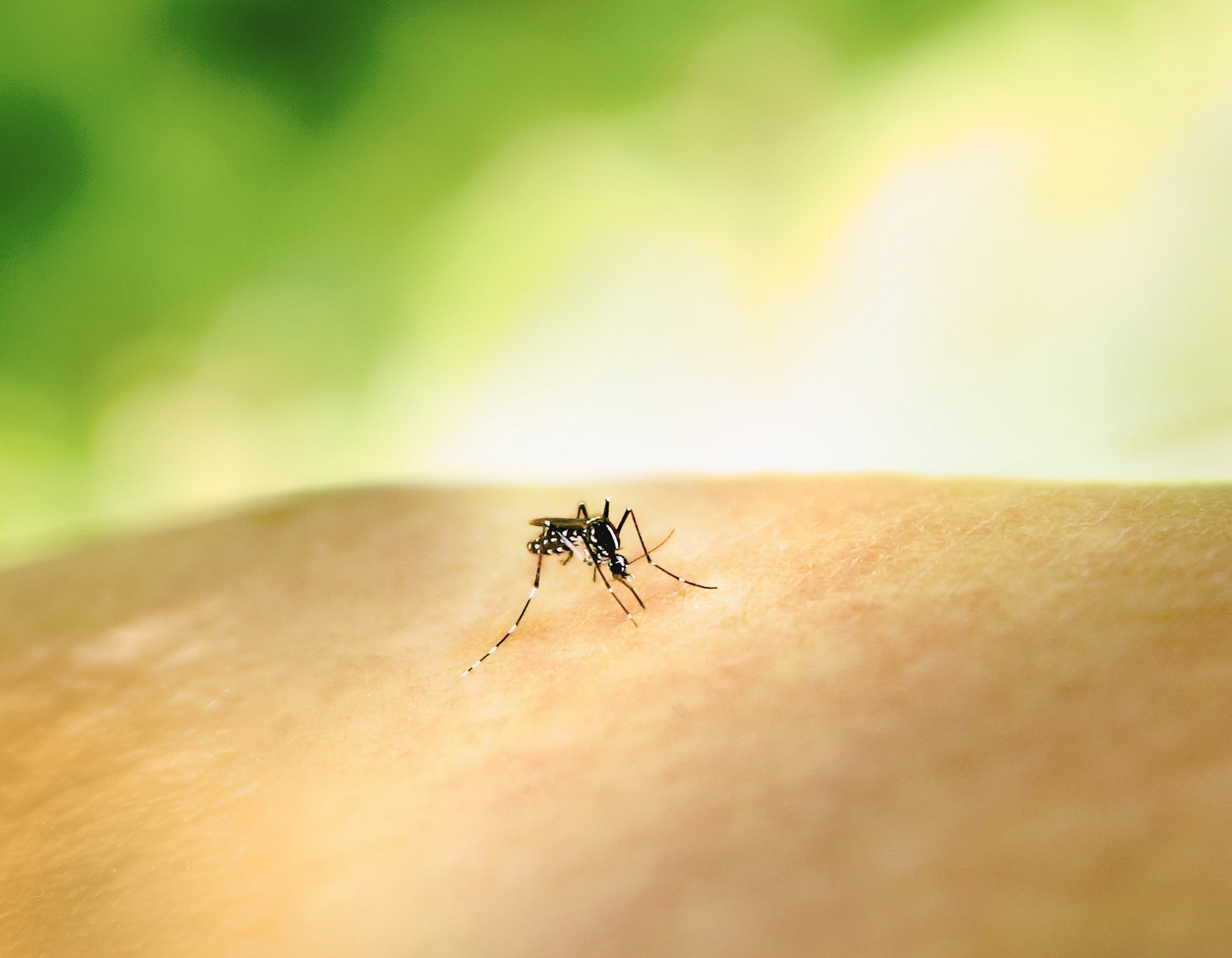 mosquito on skin