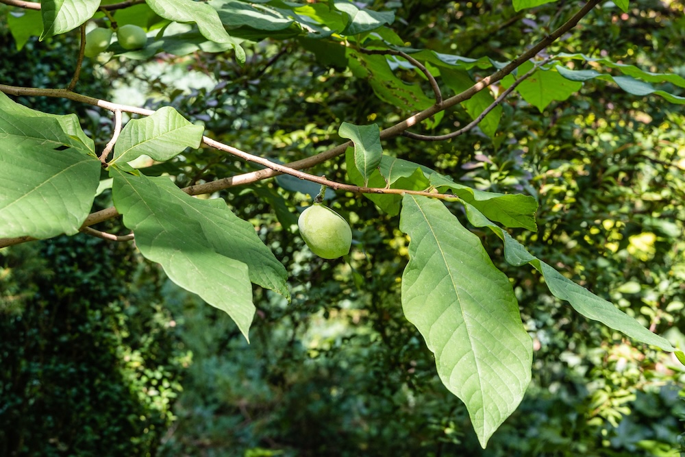 pawpaw papaya on a tree