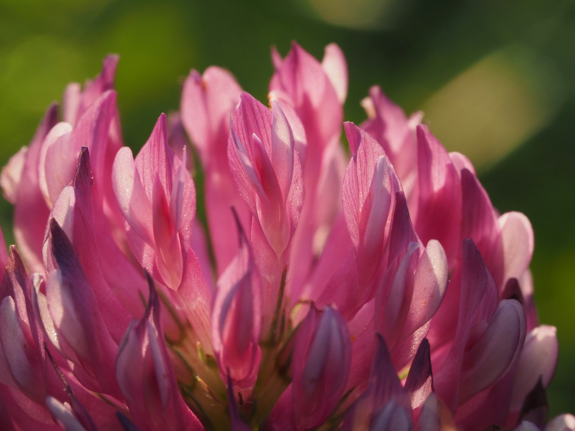 red clover closeup