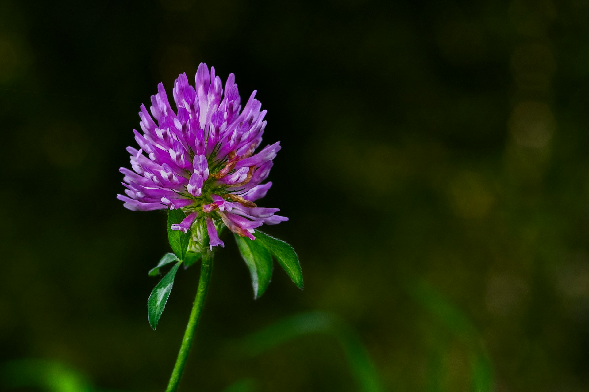 red clover head