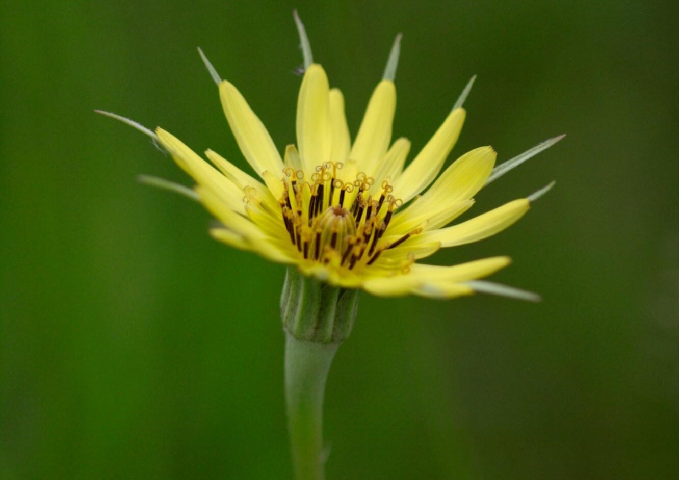 single salsify flower