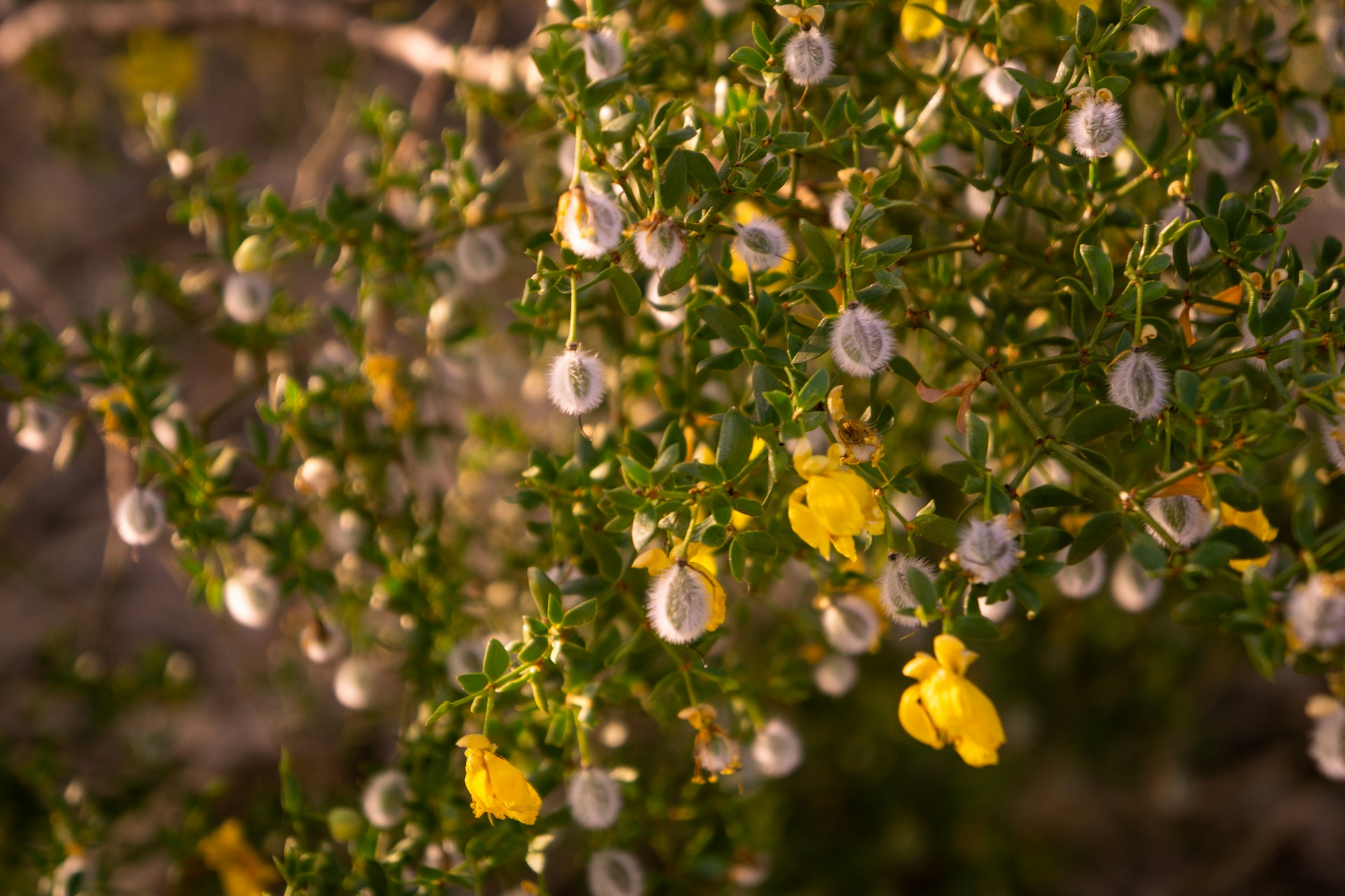 Chaparral or Creosote (Larrea tridentata)