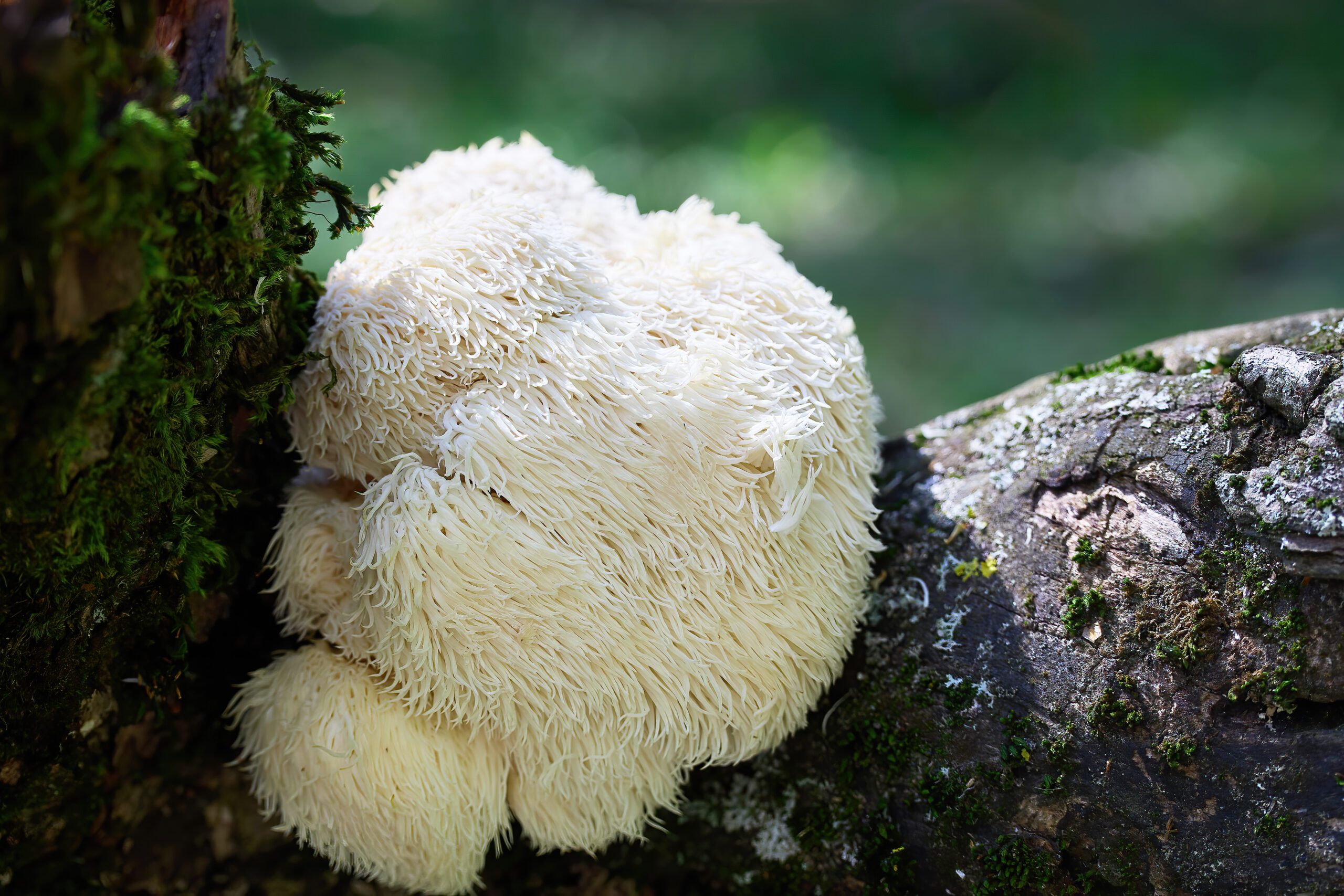 Lion's Mane Mushroom in Forest