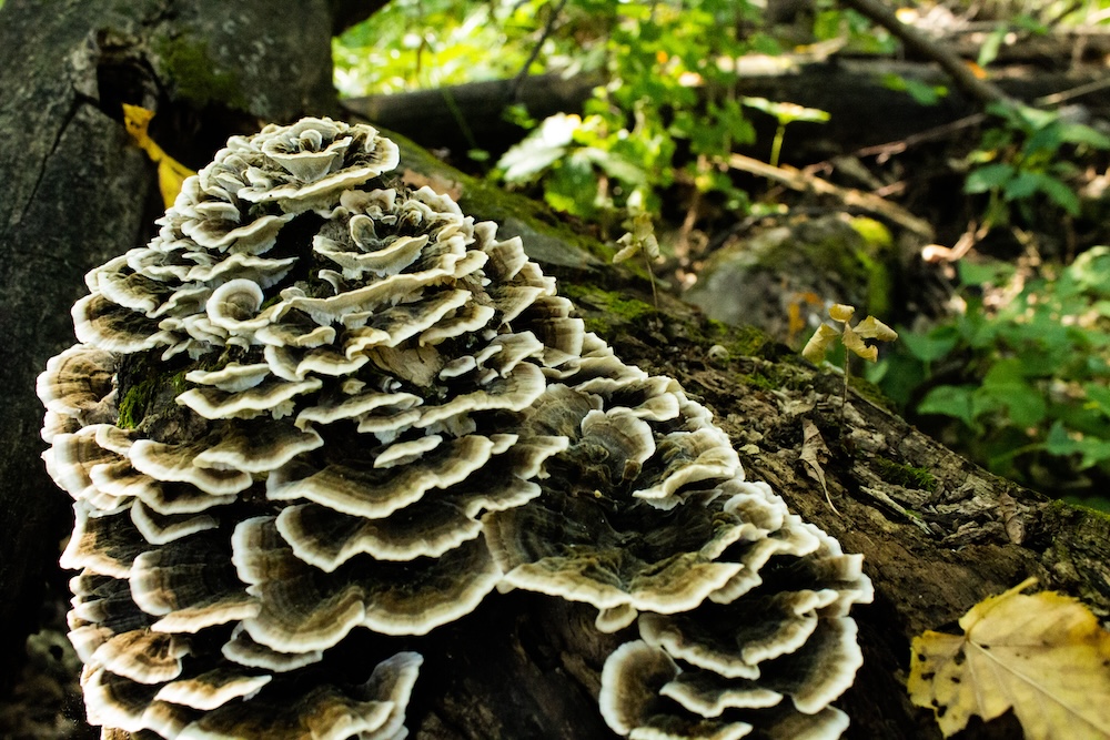 Herbal Focus: Maitake Mushroom<span class="latin">Grifola frondosa</span>