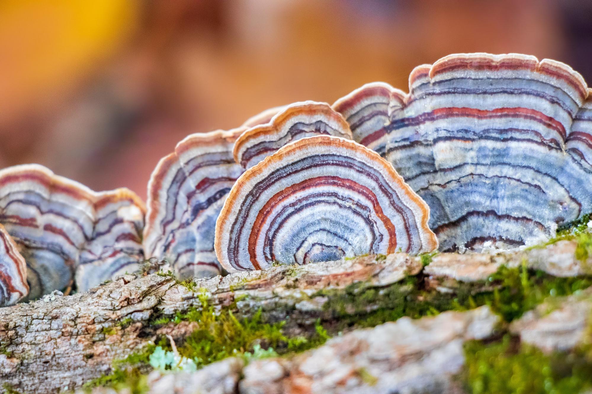 Turkey Tail Mushroom on log