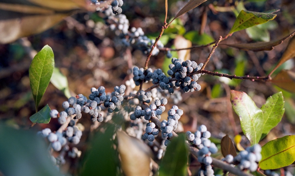 bayberries on bush