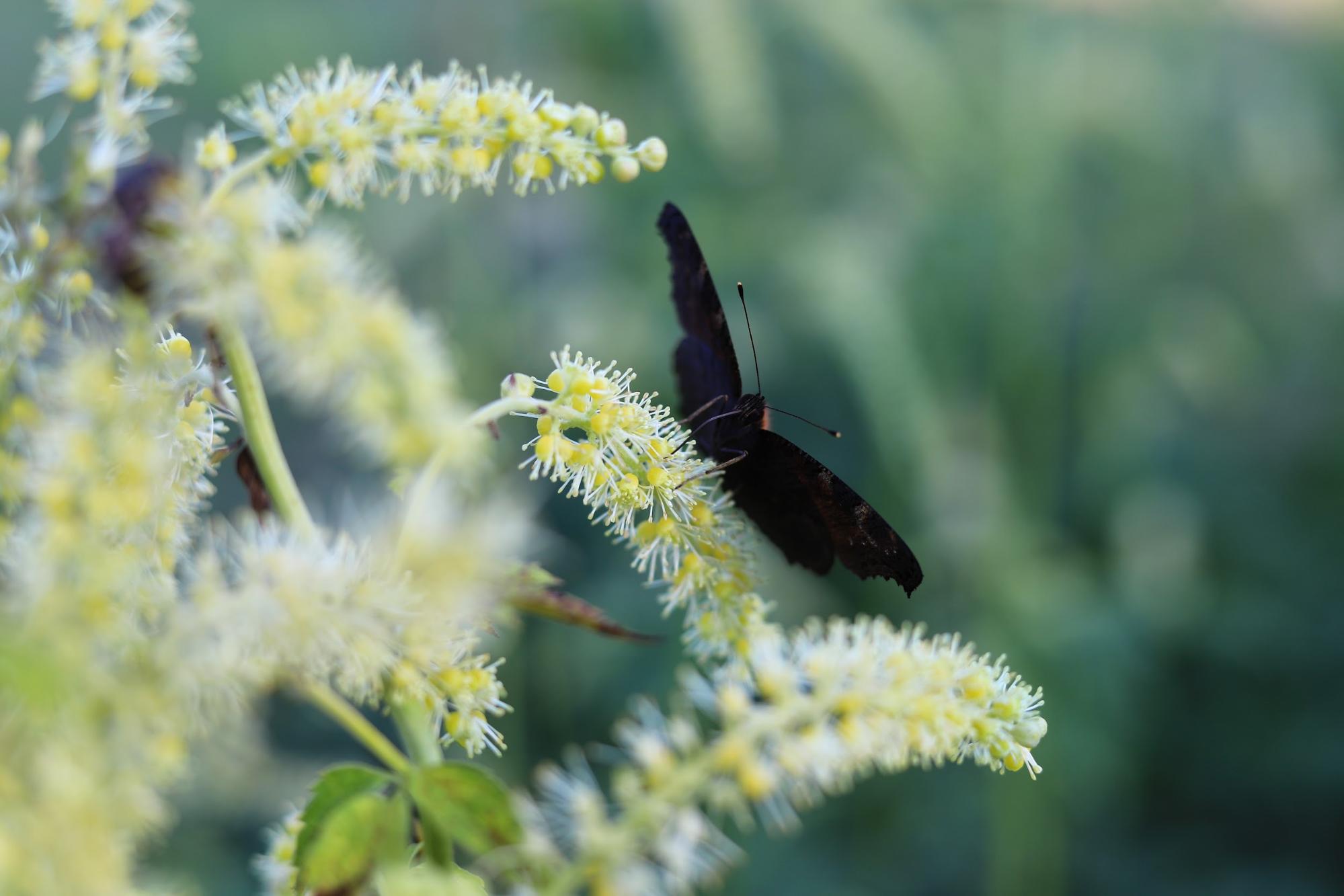 black cohosh flowers with moth