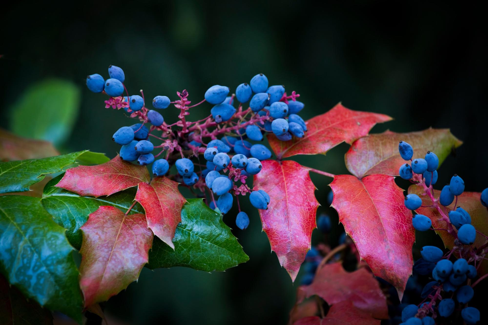 blue Berberine berries