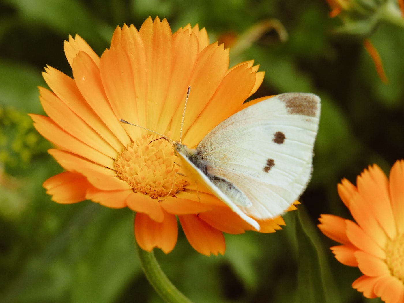 cabbage moth on calendula flower