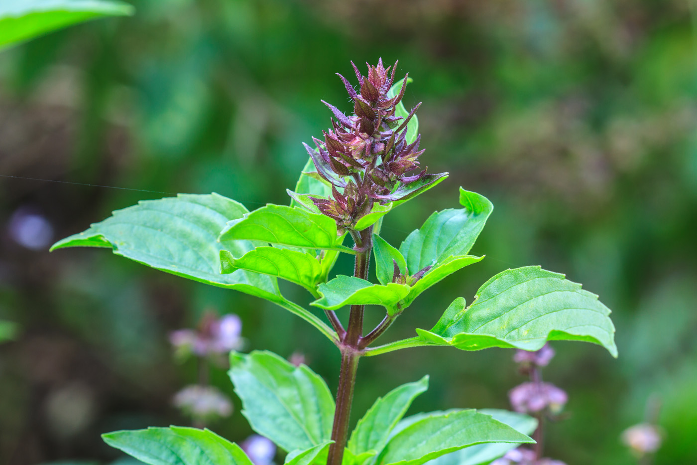 tulsi holy basil plant