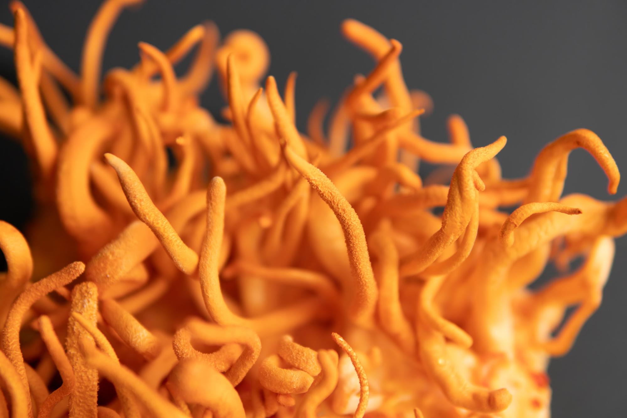 vibrant orange cordyceps mushroom