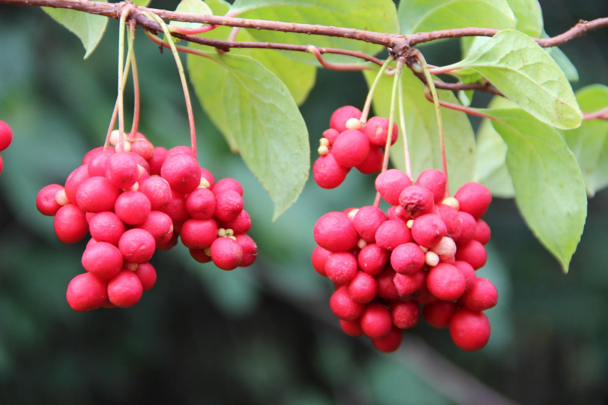 hanging Schisandra berry clusters