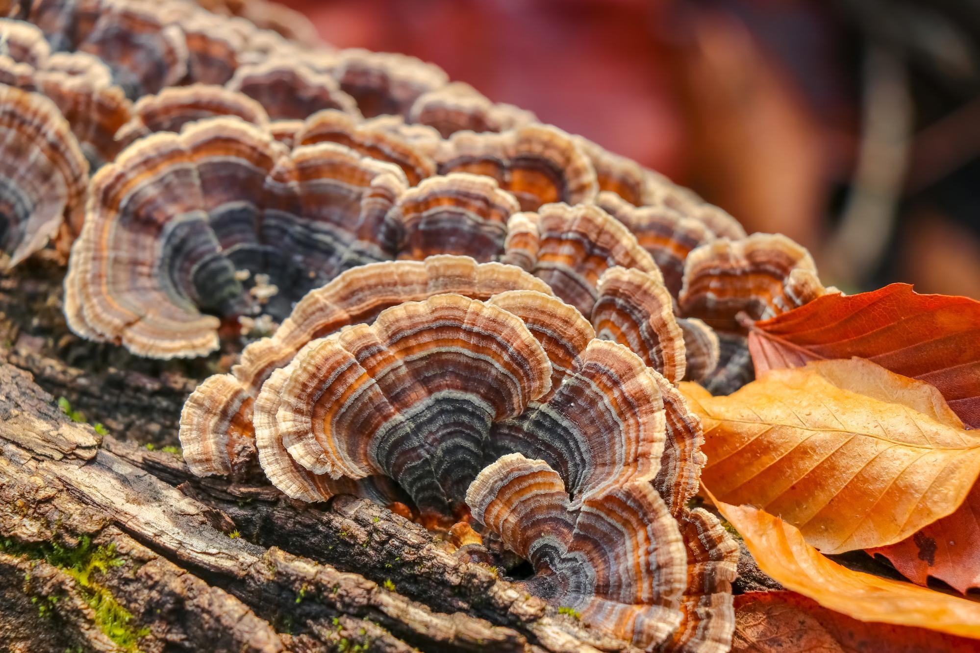 turkey tail mushroomws with fall leaves