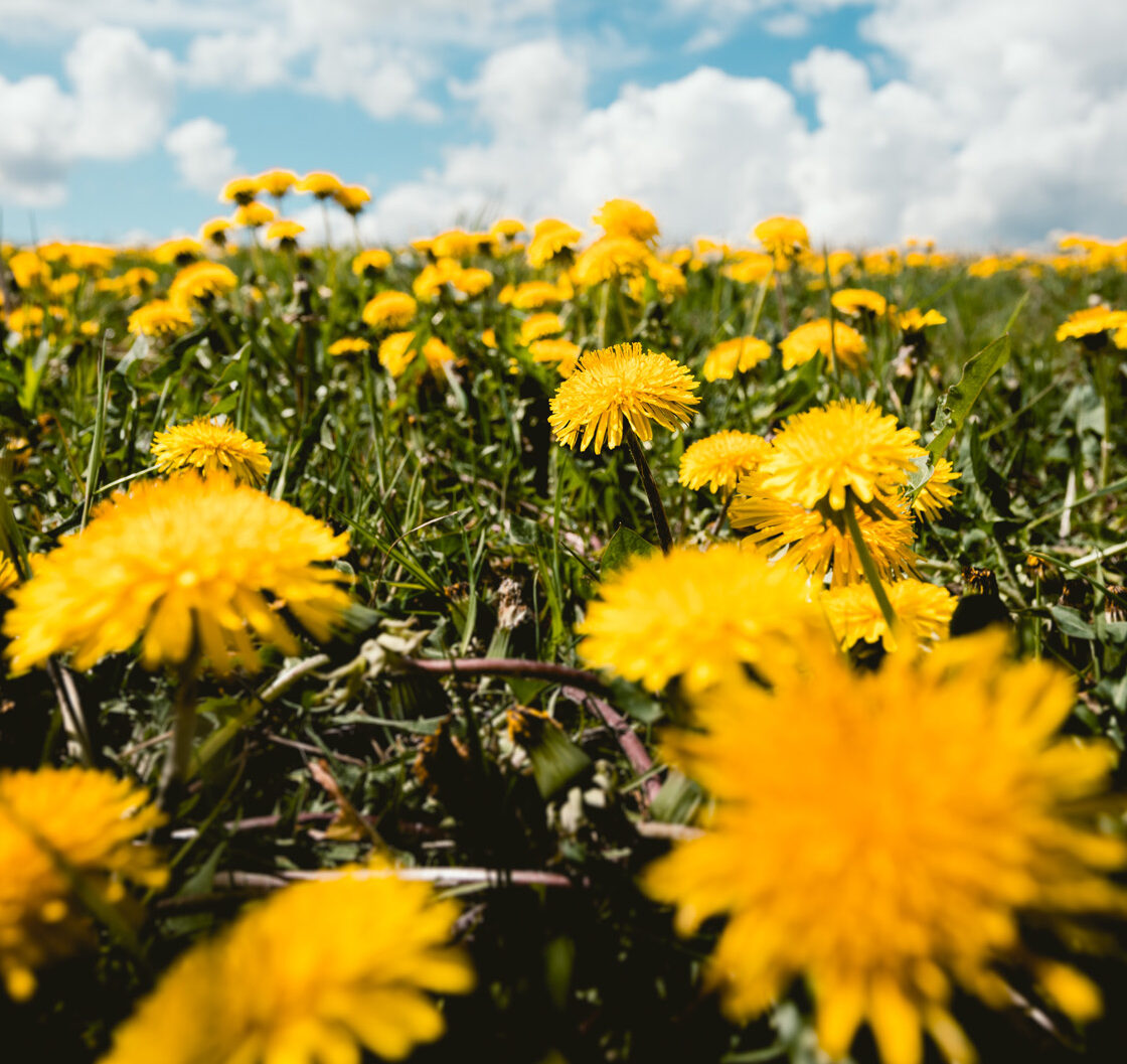 field of dandelions