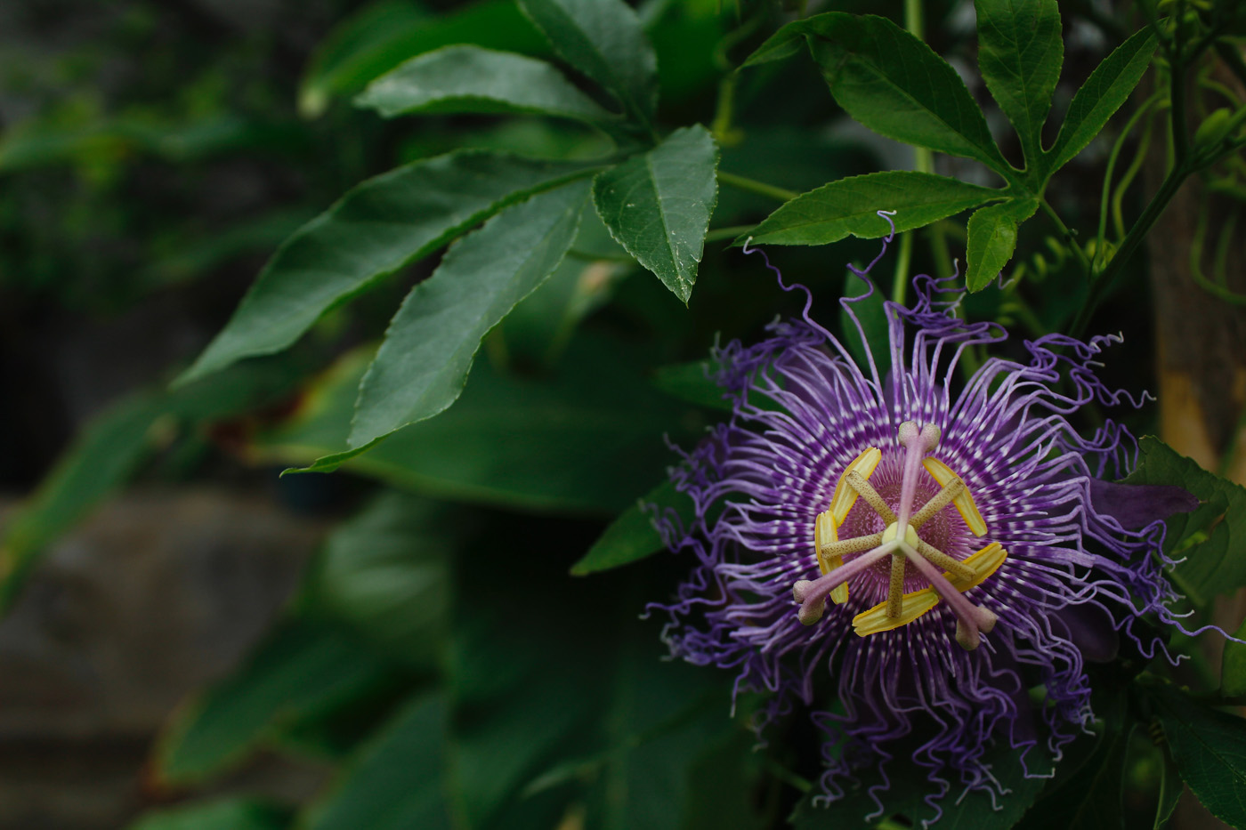 passionflower blossom