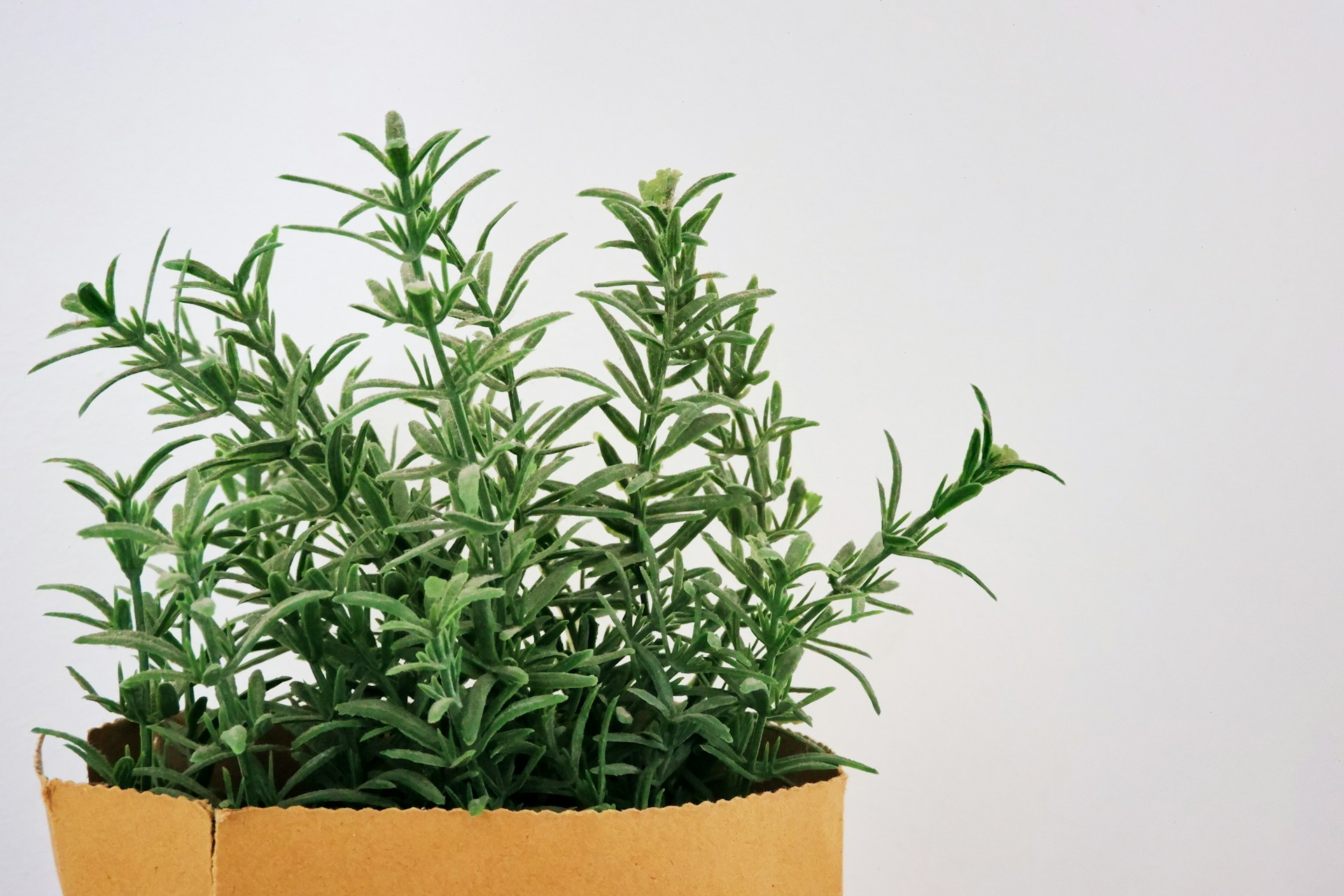 rosemary plant