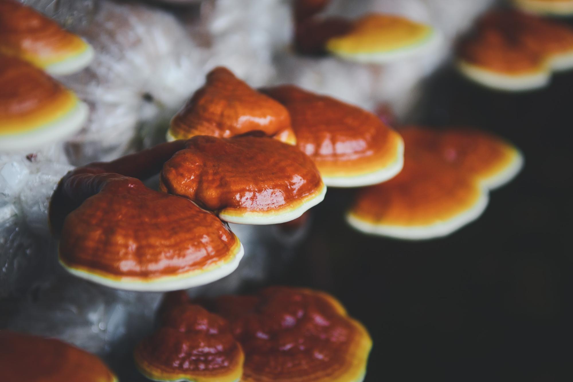 closeup reishi mushrooms