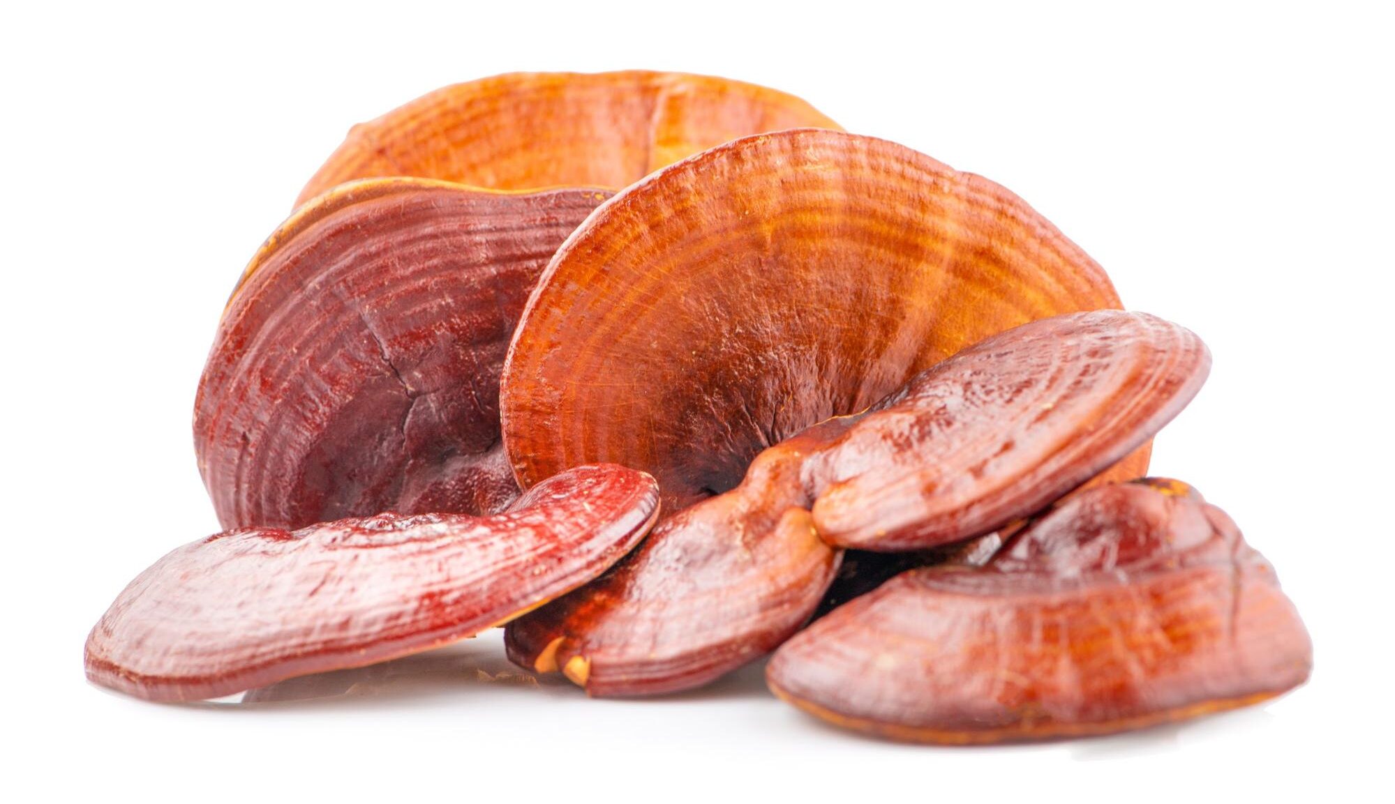reishi mushrooms