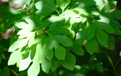 Herbal Focus: Sassafras Sassafras albidum