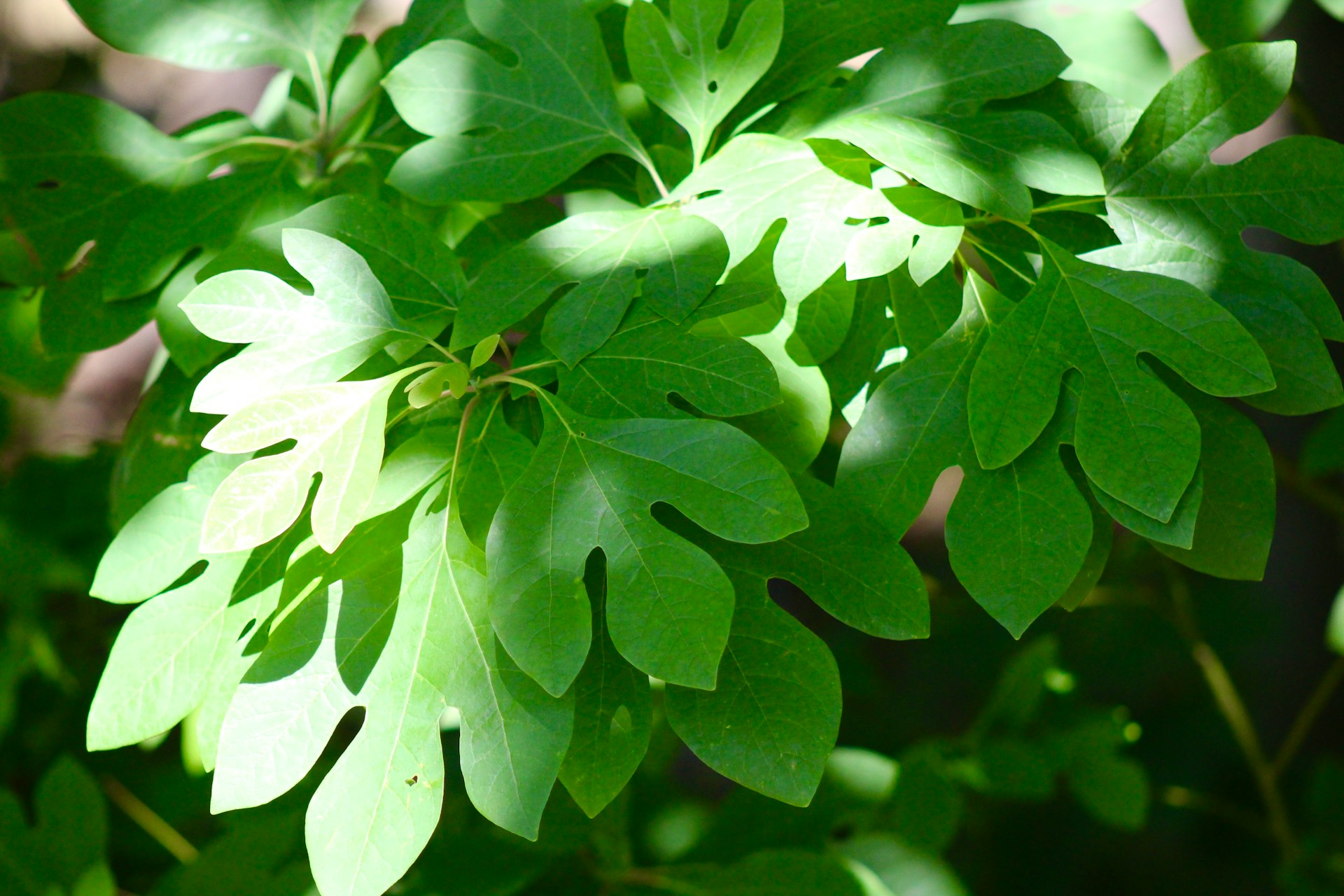 Herbal Focus: Sassafras <span class="latin">Sassafras albidum</span>