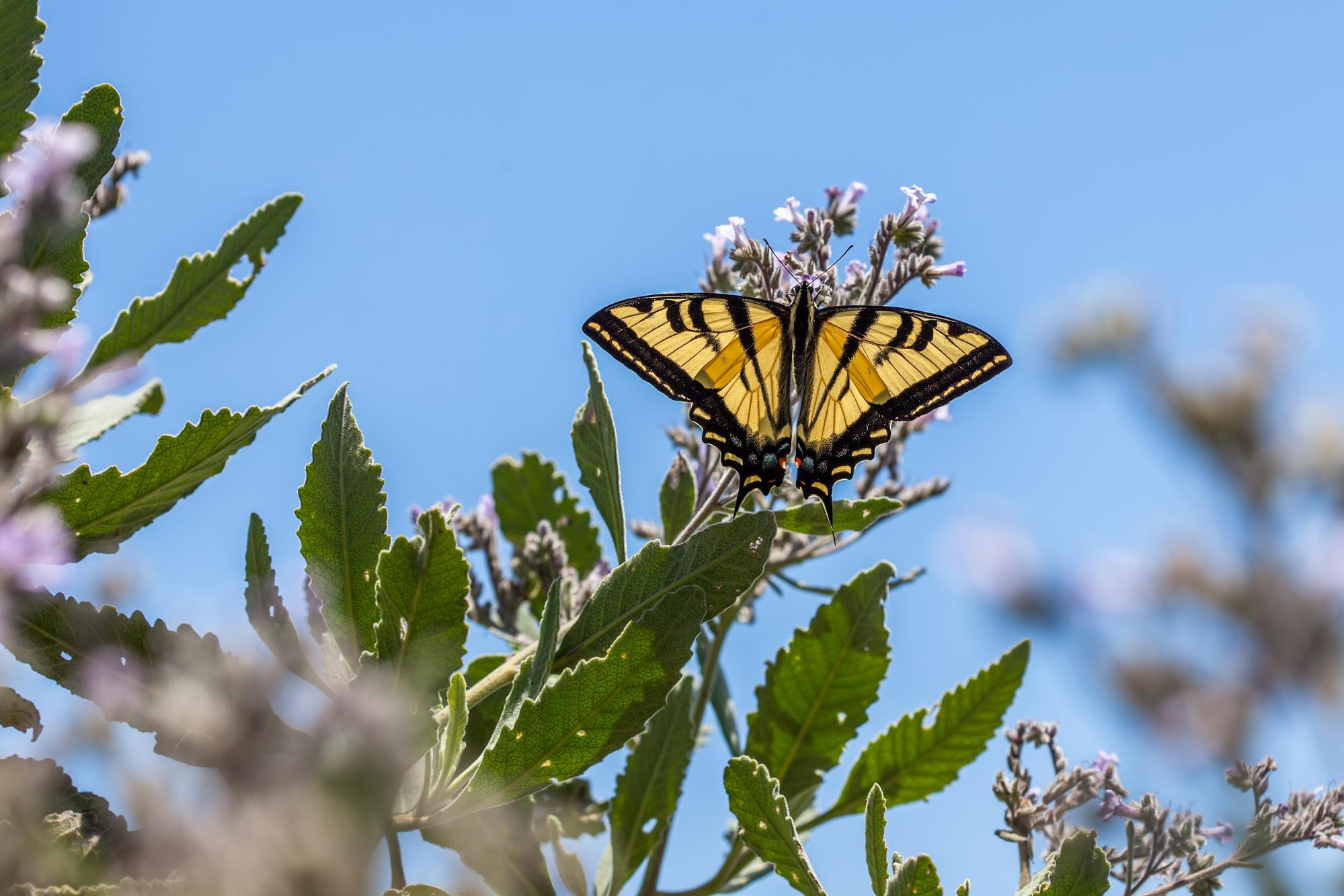 butterfly