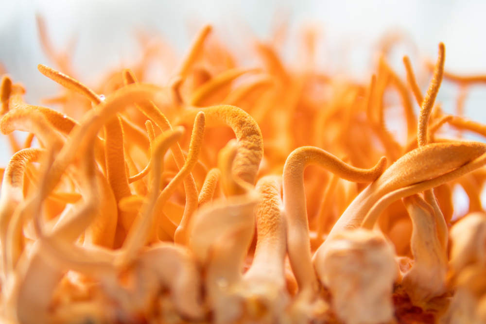 Cordyceps Treatment with Adenosine. Fresh Cordyceps Cordycepin . White background. close-up of cordyceps mushrooms