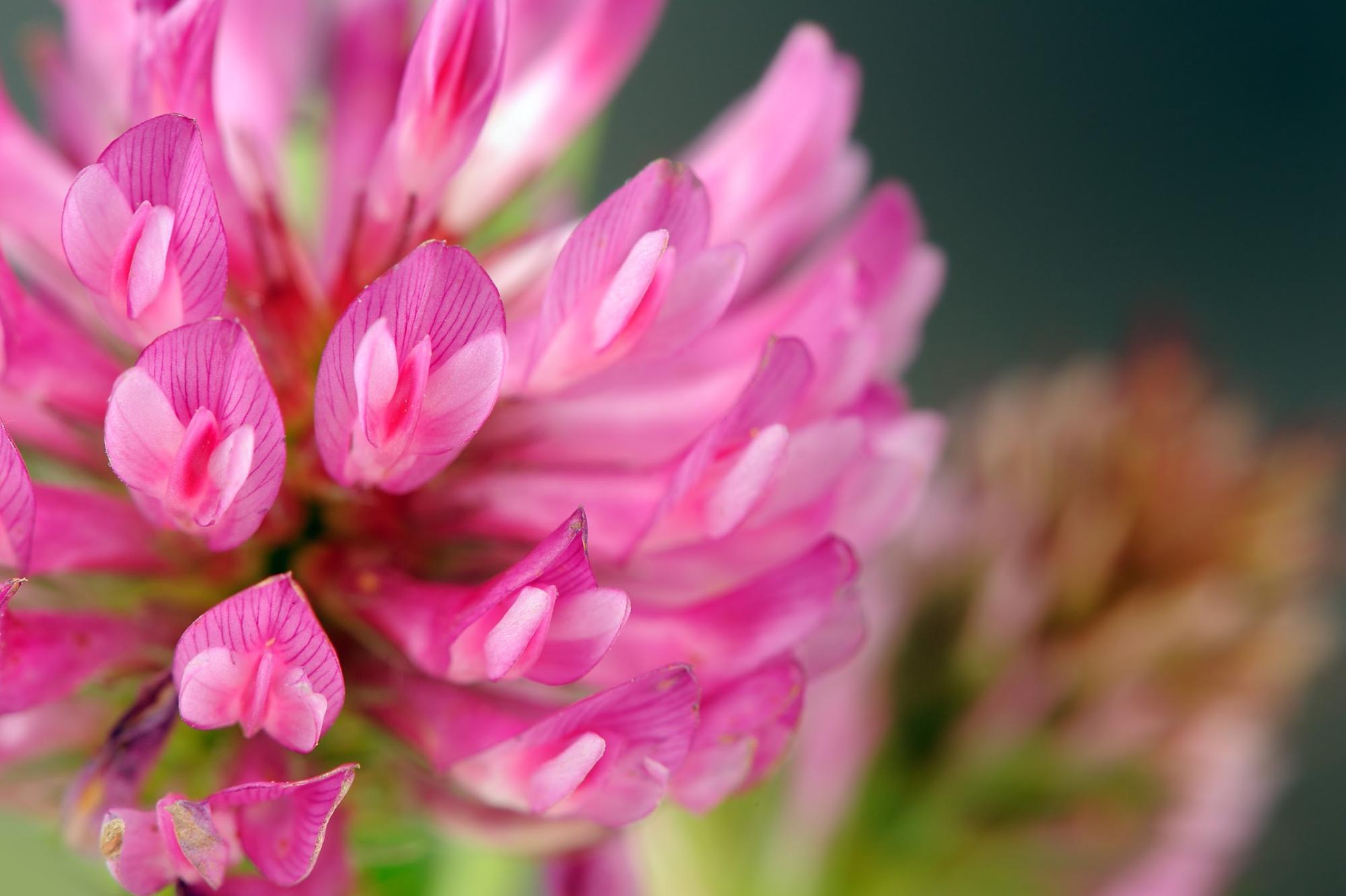 red clover close up red clover close up