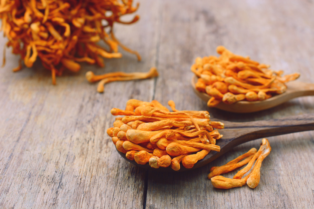 dried cordyceps militaris mushrooms piled on wooden spoons