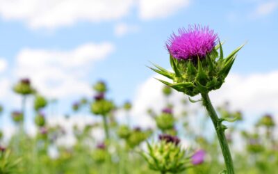 Herbal Focus: Milk ThistleSilybum marianum