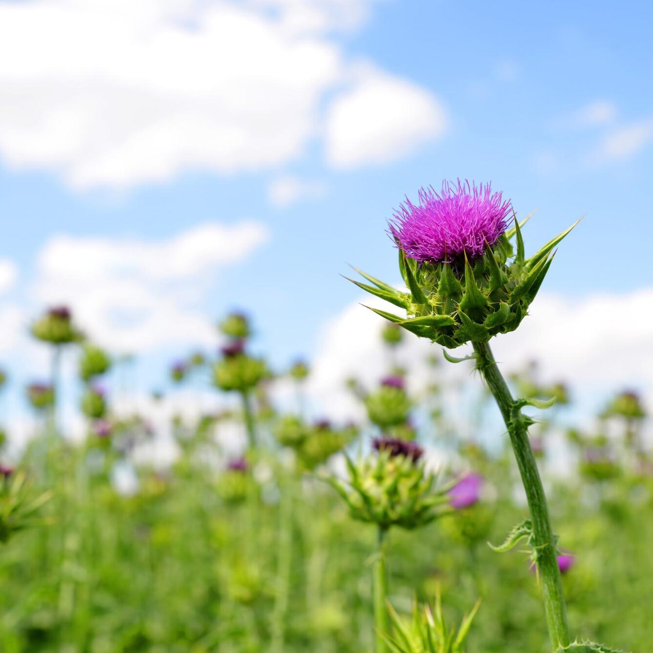 field of milk thistle Herbal Focus: Milk Thistle<span class="latin">Silybum marianum</span>