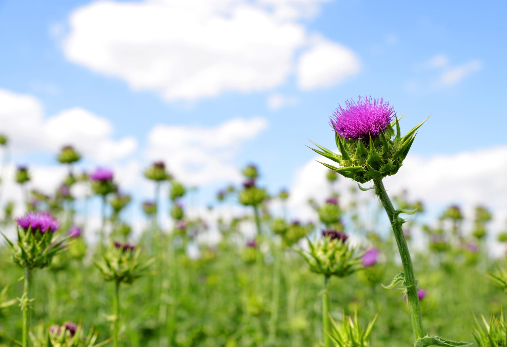 Herbal Focus: Milk Thistle<span class="latin">Silybum marianum</span>