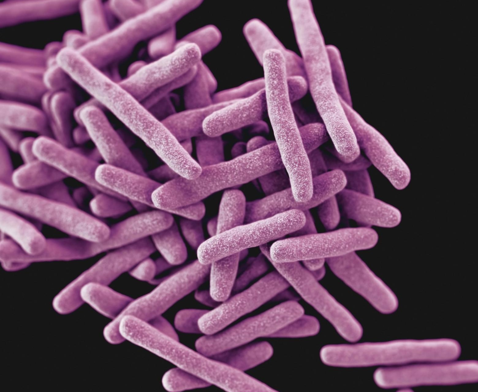magnified bacteria magnified bacteria