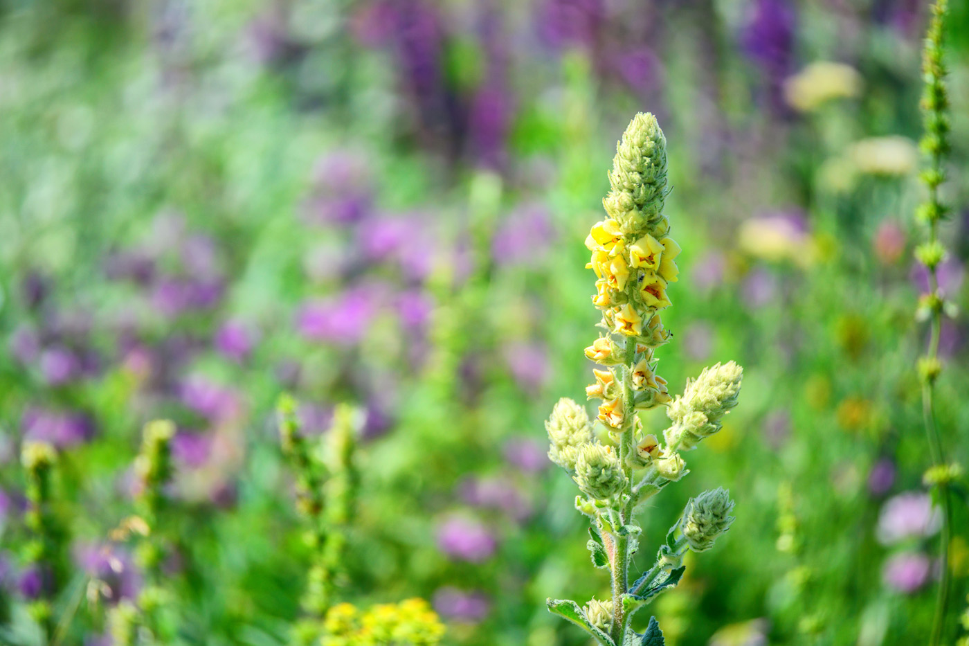 Common mullein or Verbascum thapsus flower Common mullein or Verbascum thapsus flower
