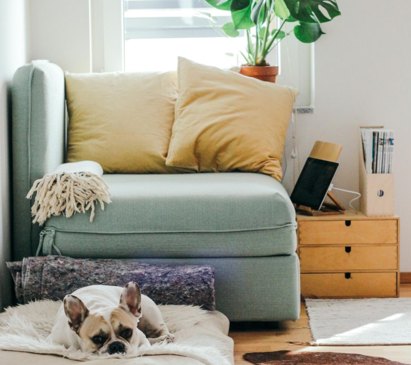 small dog in cozy room small dog in cozy room