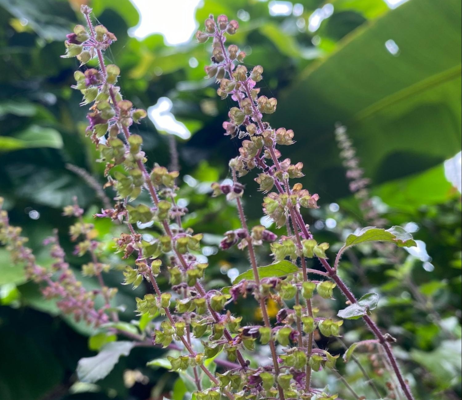 holy basil holy basil