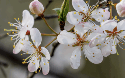 Herbal Focus: Wild Plum Prunus americana