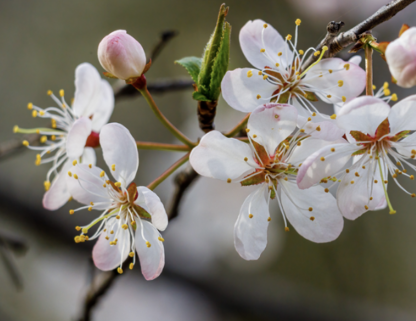 wild plum blossoms